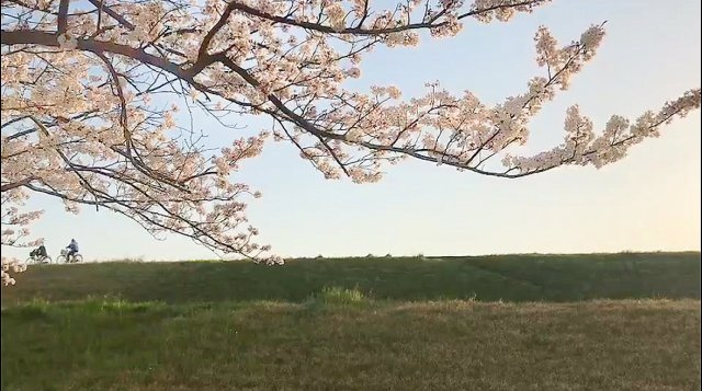 桜の木と緑地の風景を捉えた眺望写真